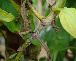 Image result for tomato seedling botrytis