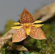 Image result for Bulbophyllum oreonastes
