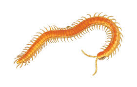Maybe you would like to learn more about one of these? Centipedes Millipedes In Florida Homes Is Their Bite Poisonous