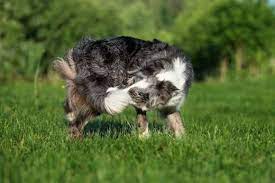 Why Is My Dog Chasing Their Tail Hill S Pet
