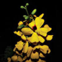 Image result for Gelrebia glandulosopedicellata