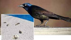 I'm tired of scrubbing the damned pool cover and deck twice a day. Got Grackles 4 Ideas To Help Keep Pool Areas Clear Of Nuisance Birds The Pool Shoppe
