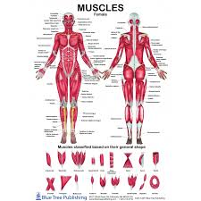 These structures work together to support the body, enable a range of movements, and send messages from the brain to. Female Male Muscle Anatomical Chart
