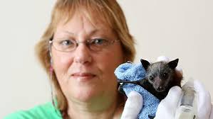 Going batty from heatwave fallout