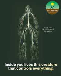 Image result for Digitaria abyssinica