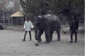 Here you can calculate how many camels your girlfriend or boyfriend is worth. Elephants In Afghanistan Surveying The History Of A Pachyderm Cultural Frontier Afghanistan Analysts Network English