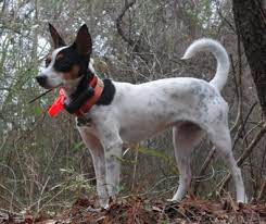 As they are bred specifically for hunting rather than for how they look, dogs from this breed greatly differ one from another. All About The Mountain Feist Dog Its Temperament And More