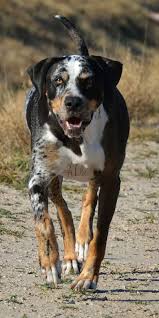 Black And Tan Catahoula Hound Catahoula Leopard Dog Info Pictures Leopard Dog Louisiana Catahoula Leopard Dog Catahoula Leopard Dog