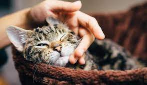 جدول مواعيد تطعيمات القطط وأسعار تطعيمات القطط 2021 تجربتي