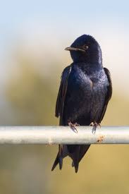 One for their young and one for their own roosting. Purple Martin Wikipedia