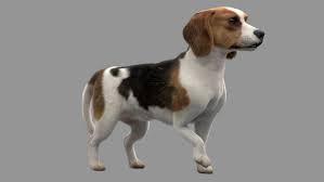 Check spelling or type a new query. Beagle Fur Animated Rigged 3d Model In Dog 3dexport