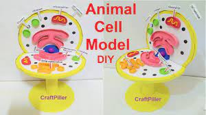 Animal cell model 4d puzzle toy: Animal Cell Model 3d School Science Exhibition Project Diy Science Fair Model Youtube