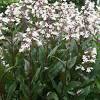 Penstemon 'midnight masquerade' can pretty much do it all in the landscape. Https Encrypted Tbn0 Gstatic Com Images Q Tbn And9gcrng7eb Tcon4qdp W9kh4kebo0kk Tkyyn 8al 8w Usqp Cau