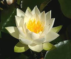 July Interesting Facts Flower Garden Pictures Fresh Flowers Arrangements Blossom Garden