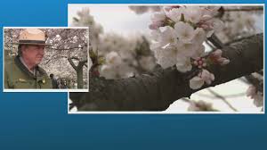 Cherry Blossoms Reach Peak Bloom in Washington, D.C.