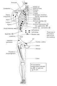 Chapmans Reflexes Points Spine Health Physician