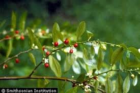Image result for Erythroxylaceae