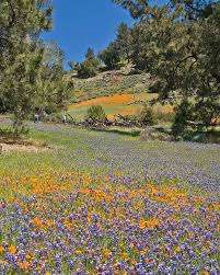 11 Beautiful California Flower Fields You Must Visit This Spring California Wildflowers Los Padres National Forest California Travel