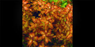 Image result for Ludwigia senegalensis