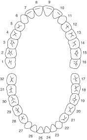 Dental Injury Anatomy Pathogenesis And Anesthesia