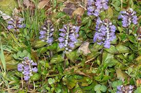 Image result for Haumaniastrum glabrifolium