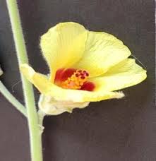 Image result for Hibiscus panduriformis