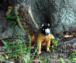 Pin On Squirrels
