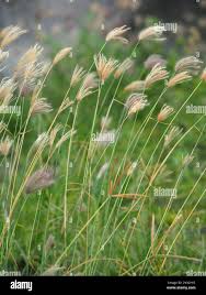 Image result for Chloris roxburghiana