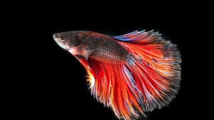 6 Arti Mimpi Melihat Ikan Identik Pertanda Baik Melihat Ikan Mas Perlambang Kekayaan Halaman 3 Tribun Batam