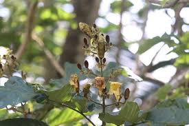 Image result for Fernandoa abbreviata