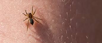 Seven Bug Bites You Should Never Ever Ignore