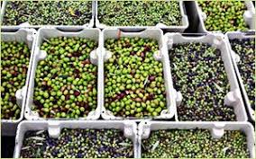 World S Best Cobbler In 2020 Lemon Olive Oil Olive Oil Oils