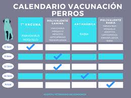 Estos genocidas no van a parar en imponer su agenda genocida, es una pena hasta donde estamos llegando. Vacunas Para Perros Obligatorias Cuales Son Y Su Calendario Hv Majadahonda