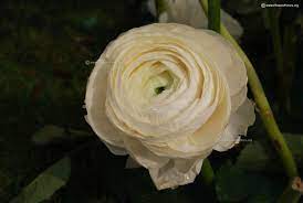 White Ranunculus Grape Hyacinth Flowers White Ranunculus Ranunculus Flowers