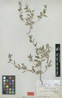 Image result for Ceratotheca sesamoides