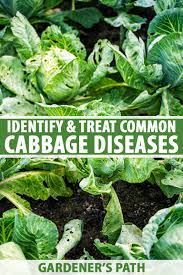 With a rapid growth rate, the empress tree can reach 50 feet in height with an equal spread in an open landscape. Identify Prevent And Treat Common Cabbage Diseases Gardener S Path