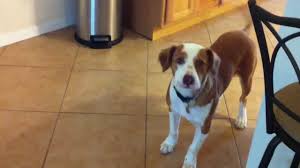 Found dog in conway faulkner white and black pitbull border. 7 Month Old Border Collie Pit Mix Puppy Youtube