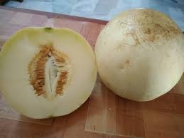 Tembikai susu adalah buah yang sangat menghidrasi badan kerana kandungan airnya yang tinggi. Taska Ummi Ida Aktiviti Santai 2 Tahun Aktiviti Mengenal Buah Tembikai Susu