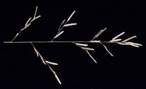 Image result for Eragrostis pallens