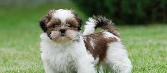 1280x1024 shih tzu images shih tzu hd wallpaper and background photos (13713250) Shih Tzu Puppies For Sale And Adoption In San Diego