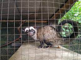 Check spelling or type a new query. Jual Musang Pandan Sepasang Semi Galak Di Lapak Muhamad Arie Shandy Bukalapak