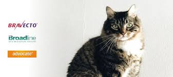 Some worms, like tapeworm, are easily. How Often Should I Treat My Cat For Worms In New Zealand