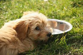 Urmatoarele sunt metode comune prin care cainii ne spun ca sunt bolnavi. Este Bine Sa Hranim Cainii Cu Lapte IntreabÄ Veterinarul