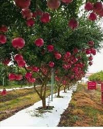 2 388 Begenme 26 Yorum Instagram Da Resim Dunyasi Resim Dunyasi Fruit Garden Vegetable Garden Diy Fruit Plants