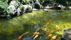 Belo Lago De Peixes Do Parque Da Vila Prudente Picture Of Parque Ecologico Lydia Natalizio Diogo Sao Paulo Tripadvisor