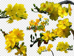 Chinese new year is the first day of the new year in the chinese calendar, which differs from the gregorian calendar. Ochna Integerrima Lunar New Year Southern Vietnam Others Branch Twig Flower Png Pngwing