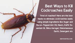 kill roaches