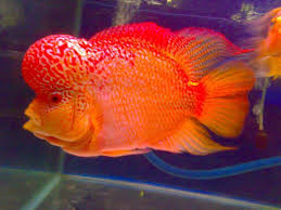 This Page Is The Best Shoot Photo With Perfect Flowerhorn Louhan Take From Louhan Forum Facebook And Others Gallery Several Flowerhorn Ar Ikan Hiasan
