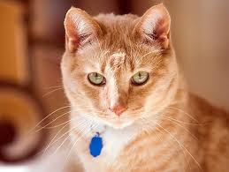 Kedilerin Kokeni Neresidir Kediler Ilk Nerede Dogmuslardir Cat Adoption Cats Kitten Adoption