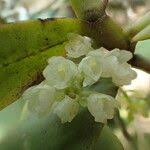 Image result for Rhipidoglossum densiflorum